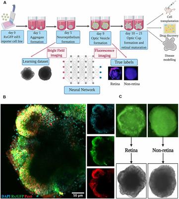 Convolutional Neural Networks Can Predict Retinal Differentiation in Retinal Organoids
